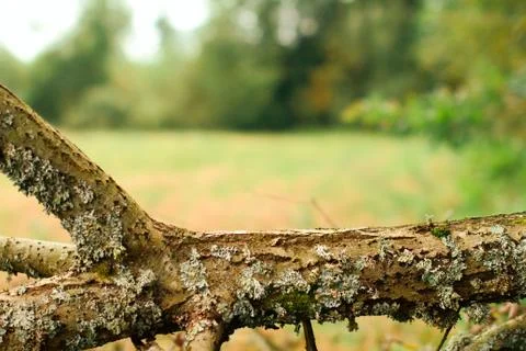 Close up tree branch Foto stock