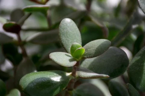 Close up of a tree branch Stock Photos