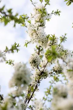 A close up of a tree branch Stock Photos