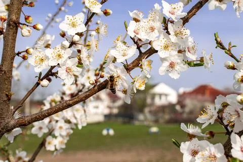 A close up of a tree branch Stock Photos