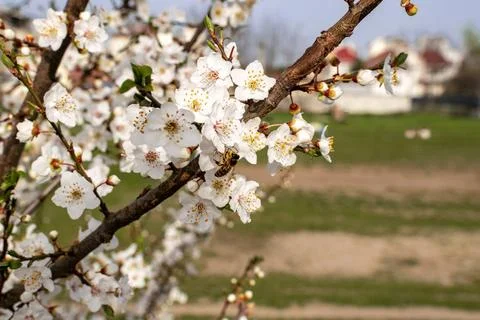 A close up of a tree branch Stock Photos