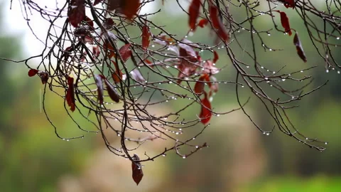Close-up of a tree branch in rainy weather. Stock Footage 255822207