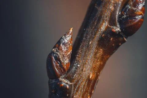 A close-up of a tree branch with reddish buds beginning to form. Stock Photos
