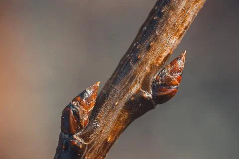 A close-up of a tree branch with reddish buds beginning to form. Stock Photos