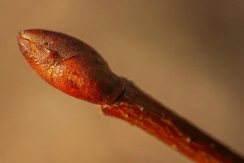 A close-up of a tree branch with reddish buds beginning to form. Stock Photos