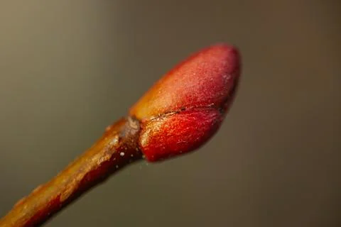 A close-up of a tree branch with reddish buds beginning to form. Stock Photos
