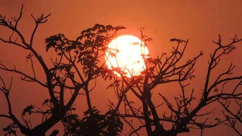 Close up tree branch silhouette against big red sun set sunset sundown timelapse Stock Footage 221265599