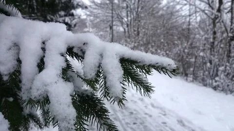 Close up tree branch with snow Stock Footage 45527591