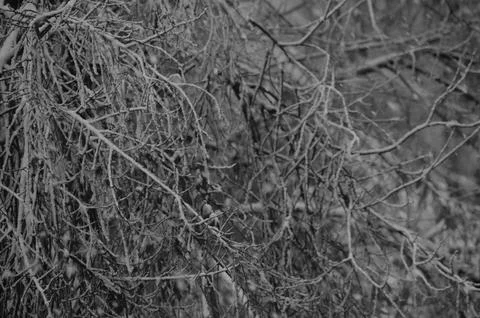 A close up of a tree branch with snow on it. Stock Photos
