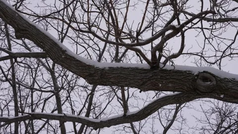 Close-Up of Tree Branch in Snowfall Updraft Stock Footage 305956586