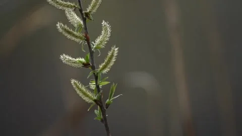 Close-Up Tree Branch with Spring Buds Swaying in Wind Stock Footage 336283922