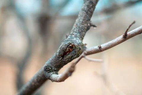 Close up of a tree branch in spring Stock Photos