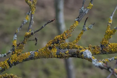 A close-up of a tree branch whose bark is infested with Golden Shield Lichen. Stock Photos