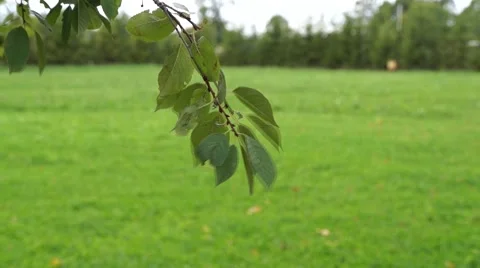 Close up of a tree branch in the wind Stock Footage 41881095