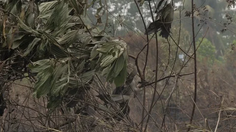 Close up of tree branches after wildfire during dry season Stock Footage 121729855