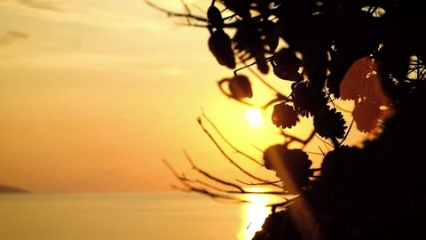 Close-up tree branches against the sunset Vídeos de archivo 71293753