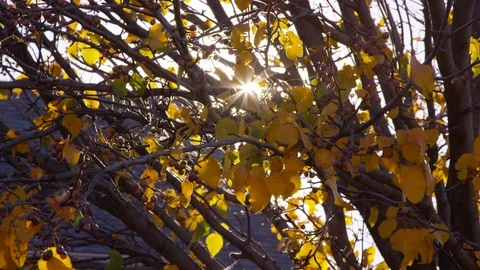 Close up of tree branches and leaves as small sun flares peak through Stock Footage 93888941