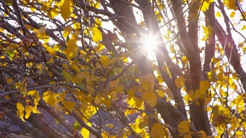 Close up of tree branches and leaves as large sun flares peak through Stock Footage 94007608