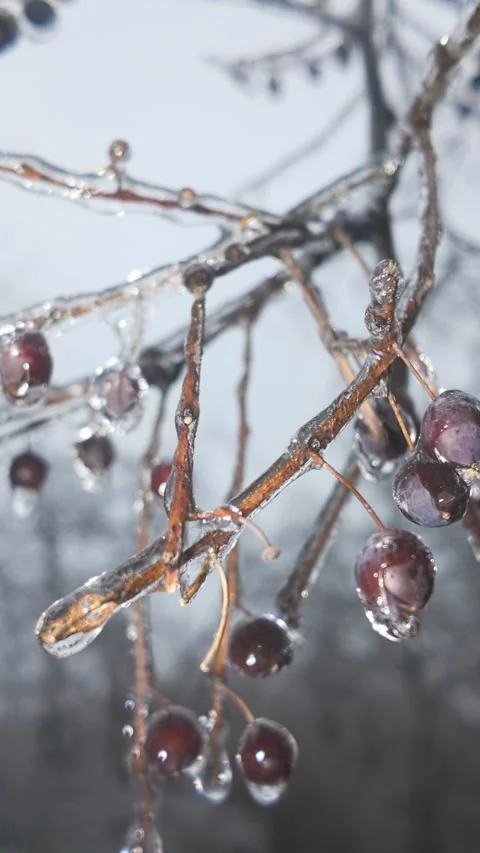 Close-up of tree branches with autumn berries are covered in thin layer of ice Stock Footage 328745549