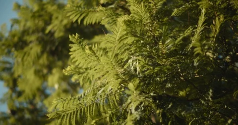 Close up of tree branches blowing in the wind outdoors at sunset. BMPCC 4K Stock Footage 125766384