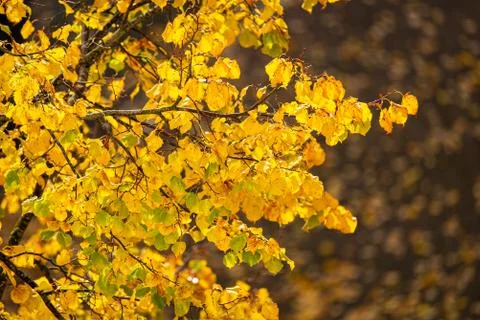 Close-up of tree branches with bright yellow autumn leaves Stock Photos