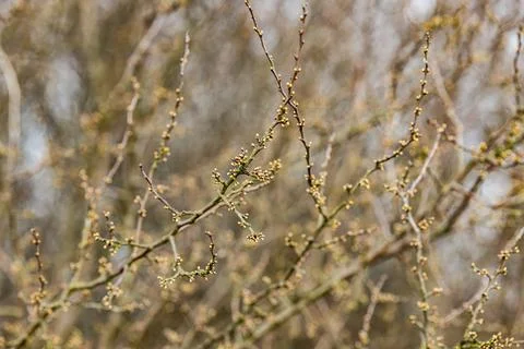 Close up of tree branches with bursting tiny leaf buds against a spring sky Stock-Fotos