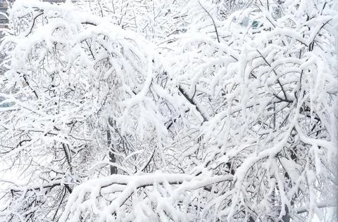 Close-up tree branches, bushes covered with dense white snow, winter cold sea Stock Photos