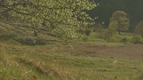 Close up of tree branches in calm summer sunset Stock Footage 186634299