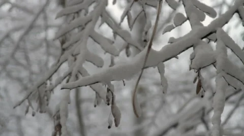 Close Up Of Tree Branches Coveder In Snow, Winter Background, Rack Focus Stock Footage 45534950