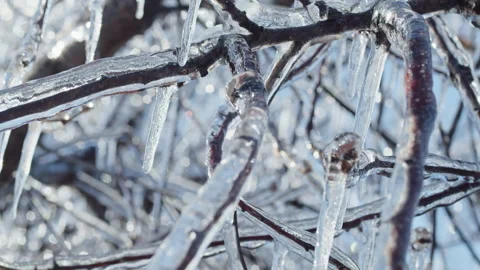 Close-up of tree branches covered in ice with icicles hanging in sunlight Stock Footage 303665398
