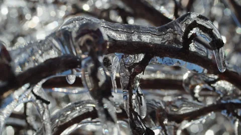 Close-up of tree branches covered in ice with melting icicles and sunlight Stock Footage 303666256