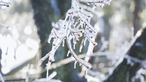 Close-Up tree branches covered in ice during a cold winter day Stock Footage 342229484