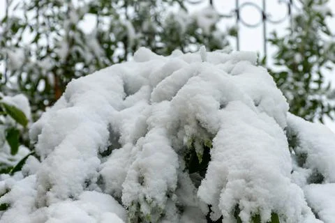 Close-up of tree branches covered with snow. Stock Photos