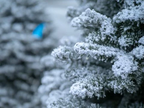 Close up of tree branches covered in some bright white snow Stock Photos