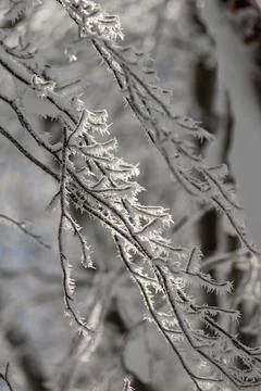 Close-up of tree branches covered in thick white hoarfrost and ice crystals.. Stock Photos