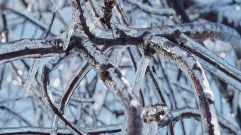 "Close-up of tree branches encased in ice with icicles glistening in sunlight Stock Footage 303665409
