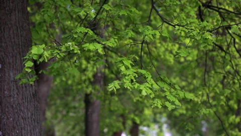 Close Up Of Tree Branches With Fresh Young Green Leaves Gently Swaying. Tree Tru Stock-Footage 319208569