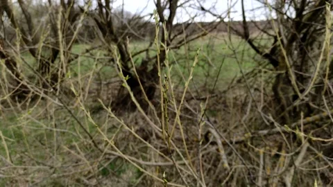 Close-up tree branches with green young bud early in the spring. Stock Footage 153116482