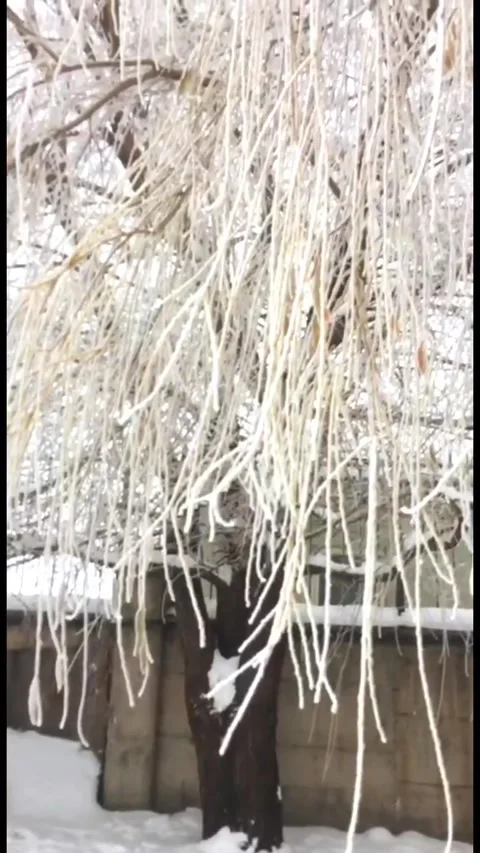 Close-up of tree branches heavily covered with frost and white snow during a 動画素材 333240980