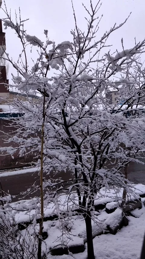 Close-up of tree branches heavily covered in fresh white snow after a winter 動画素材 333525061