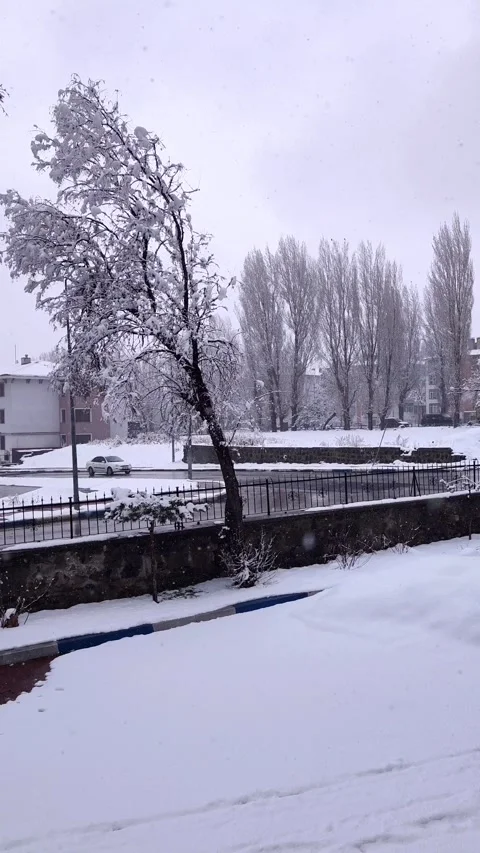 Close-up of tree branches heavily covered in fresh white snow after a winter Stock Footage 333525311