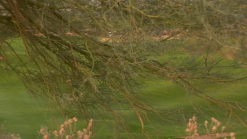 Close up tree branches over golf course Stock Footage 125277747