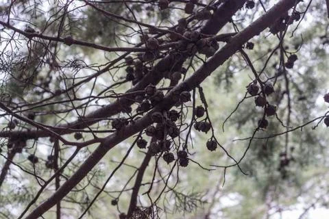 A Close Up to Tree Branches Stock Photos