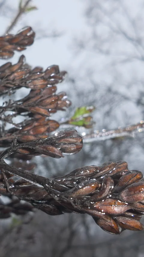 Close-up of tree branches with seeds are covered in thin layer of ice, concept Stock Footage 338133332