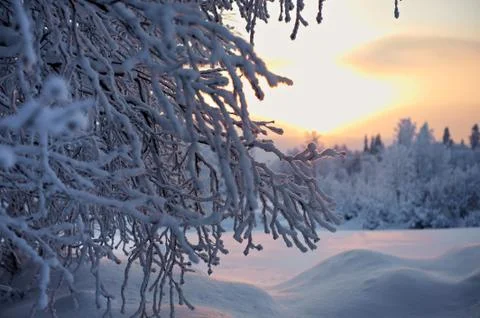 Close up of tree branches in a snowy landscape, just before sunset Stock Photos