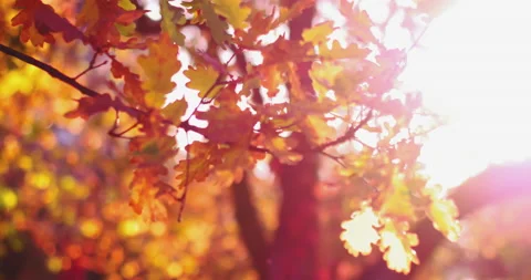 Close up on tree branches with sun rays a beautiful autumn garden or park Stock Footage 131925658