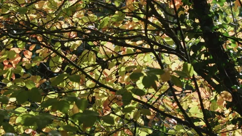 Close up of tree branches with sunlit yellow-green autumnal leaves. 4K Tripod Stock Footage 141374049