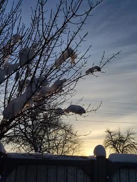 Close-up of tree branches with thick snow cover Stock Photos