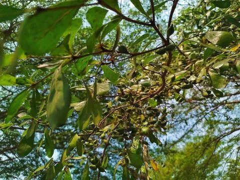 Close up of  tree branches with tiny green leaves and fruits Stock Photos