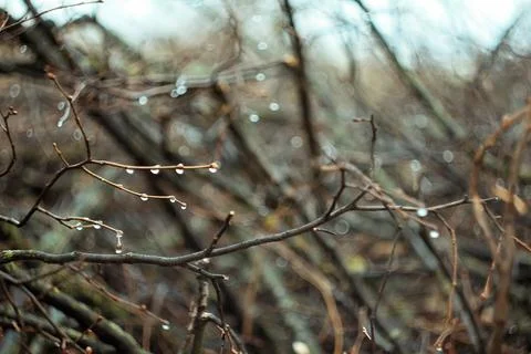 Close up tree branches with water drops concept photo Stock Photos